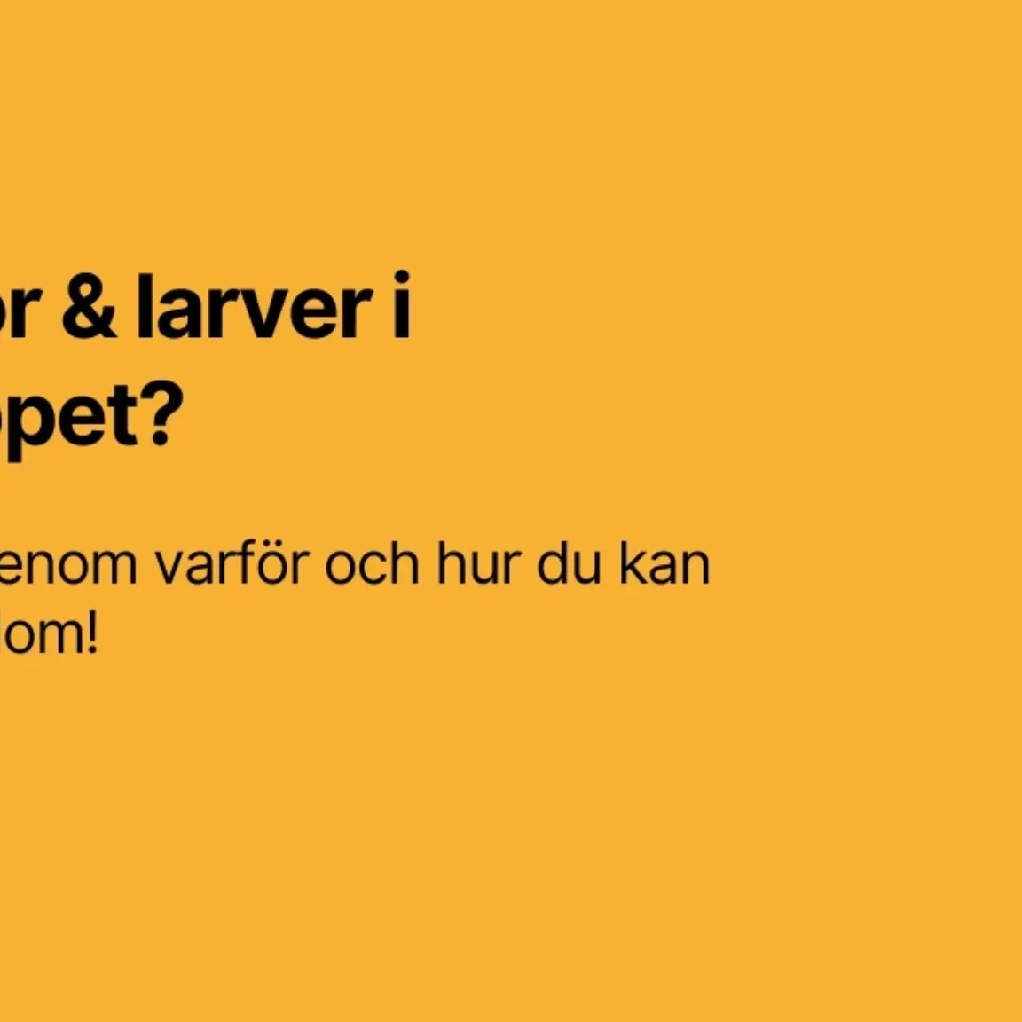 Flugor larver i avloppet