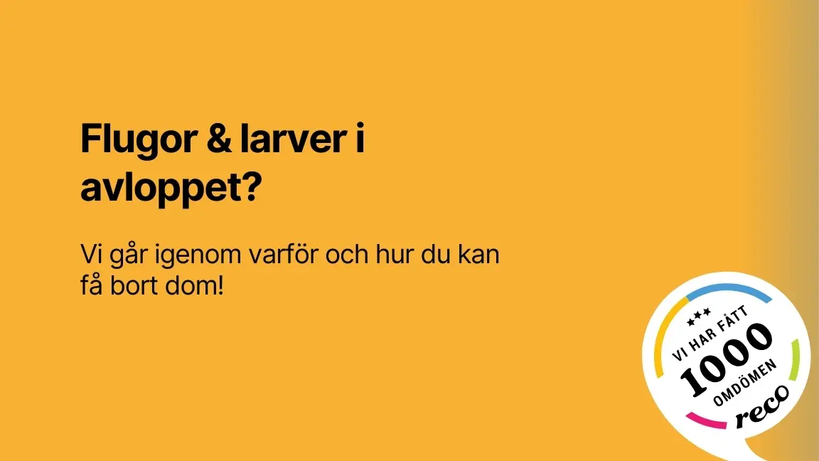 Flugor larver i avloppet